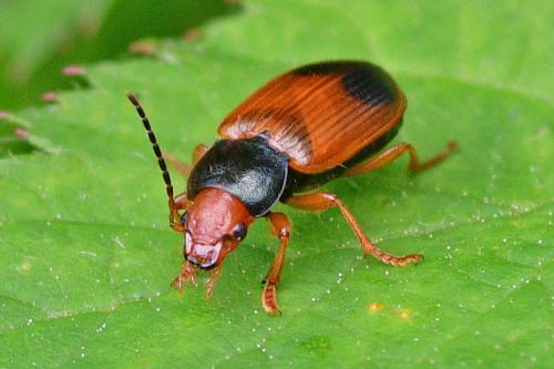 Réf. 349 170 : Diachromus germanus